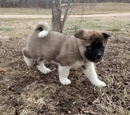 regalo cuccioli di akita inu 