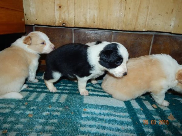 cuccioli di border collie