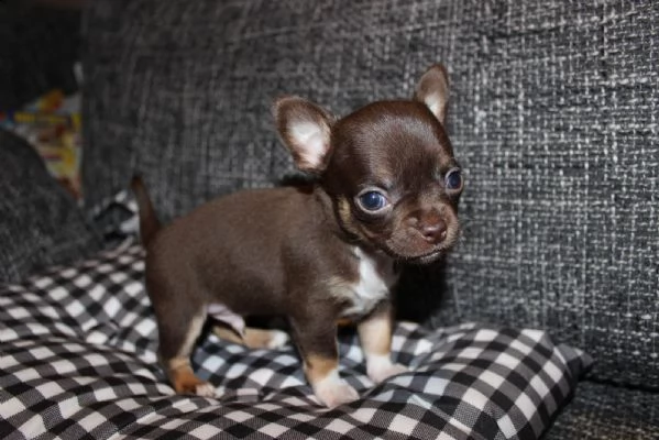 chihuahua ciocolata russa