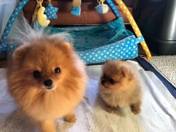 cuccioli di spitz di pomerania | Foto 0