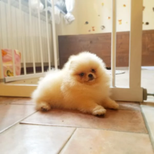 cuccioli di spitz di pomerania