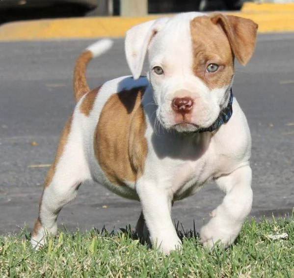 cuccioli american bulldog