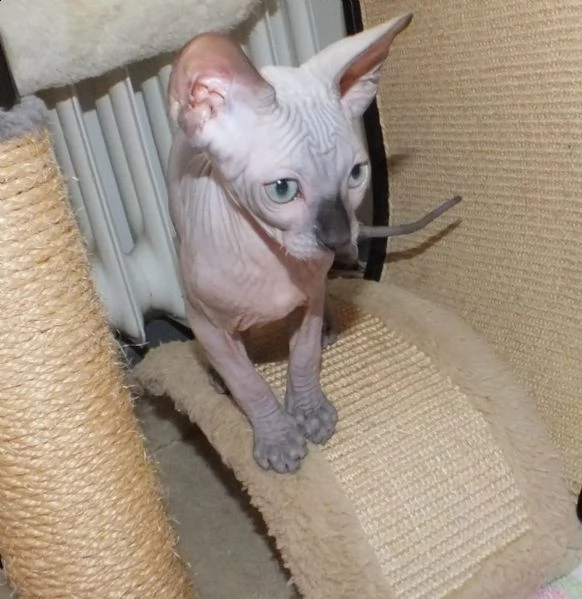 stupendi cuccioli di sphynx | Foto 1