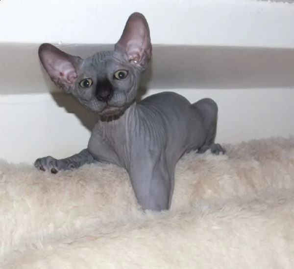 stupendi cuccioli di sphynx