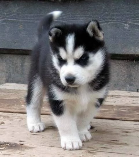 adorabili cuccioli di siberian husky femminucce e maschietti disponibili per l'adozione 