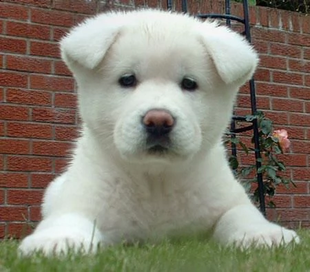 adorabili cuccioli di akita-inu 