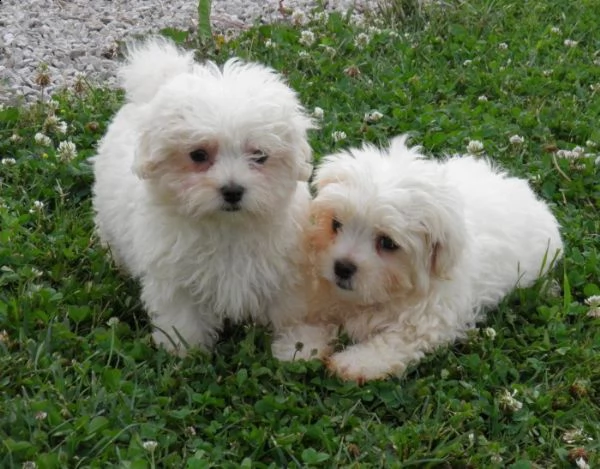 abbiamo due adorabili cuccioli maltesi akc teacup per adozione, 12 settimane, bianchi. 