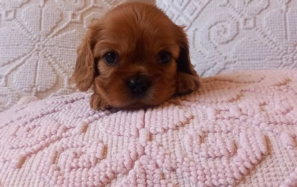 Disponibili cuccioli di Cavalier king Charles Spaniel | Foto 1