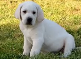   regalo cuccioli di labrador 