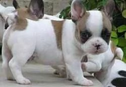 cuccioli di bulldog francese per l'adozione bellissimi cuccioli disponibili, sesso:  maschi e  femmi