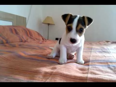  regalo jack russel