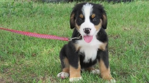 adorabili cuccioli di bovaro del bernese femminucce e maschietti disponibili per l'adozione