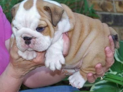 cuccioli inglese bulldog disponibili per adozione cuccioli disponibili bulldog inglese cuccioli disp