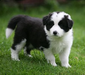 adorali cuccioli di border collie femminucce e maschietti disponibili per l'adozione gratuita i cucc