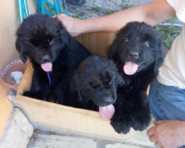 adorabili cuccioli di rottweiler femminucce e maschietti disponibili per l'adozione gratuita i cucci