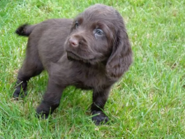 adorabili cuccioli di cocker femminucce e maschietti disponibili per l'adozione cuccioli sono vaccin