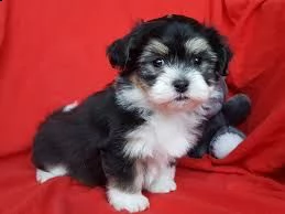 adorabili cuccioli di havanese femminucce e maschietti disponibili per l'adozione cuccioli sono vacc