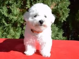 incredibili cuccioli di bichon frise