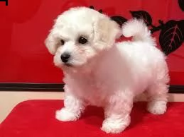 incredibili cuccioli di bichon frise | Foto 0