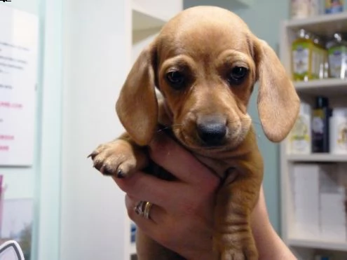 adorabili cuccioli di bassotto femminucce e maschietti disponibili per l'adozione gratuita i cucciol | Foto 0