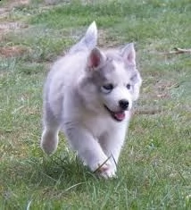 adorabili cuccioli di husky femminucce e maschietti disponibili per l'adozione cuccioli sono vaccina