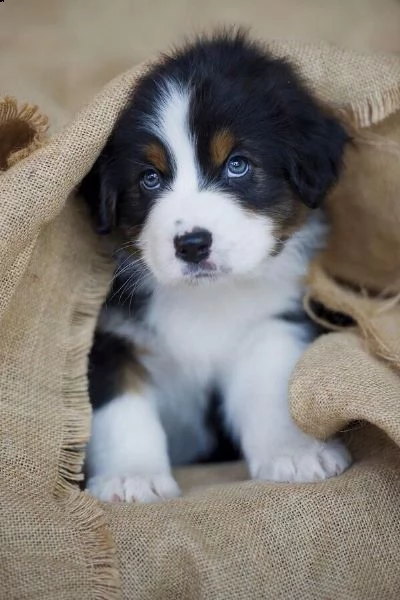 adorali cuccioli di english shepherd femminucce e maschietti disponibili per l'adozione gratuita i c | Foto 0