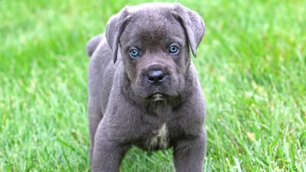 adorabili cuccioli di cane corso femminucce e maschietti disponibili per l'adozione gratuita i cucci