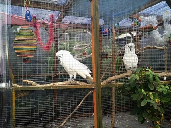  coppia parlante di cacatua pappagalli per l'adozione del dna