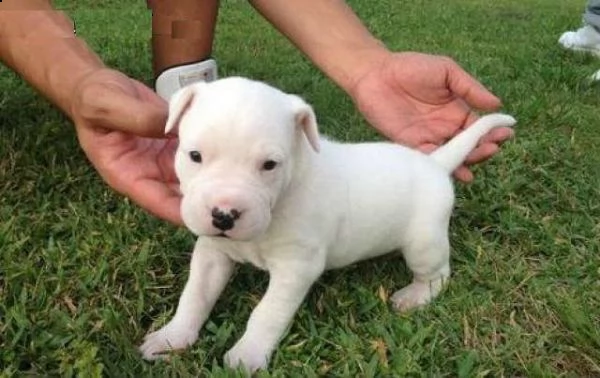 cuccioli dogo argentino pedigree enci .con tutte le vaccinazioni e sverminazioni , libretto sanitari