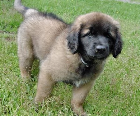 leonberger cuccioli per adozione,,