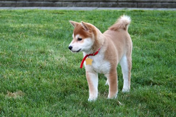 cuccioli akita inu disponibili per l'adozione | Foto 0