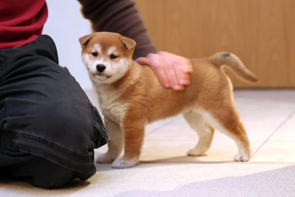 cuccioli akita inu disponibili per l'adozione