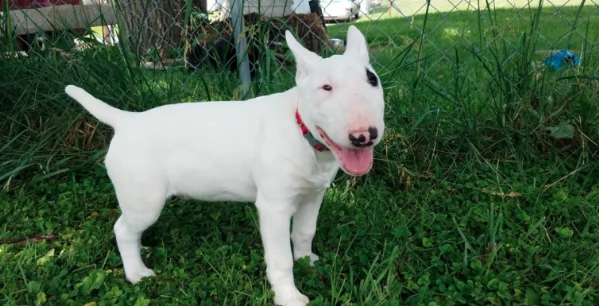  regalo bull terrier | Foto 0