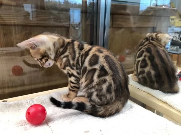 maschio e femmina gattini bengala | Foto 0