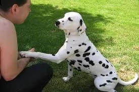 adorabili cuccioli di dalmata femminucce e maschietti disponibili per l'adozione gratuita i cuccioli