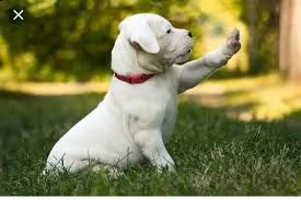 adorabili cuccioli di dogo argentino femminucce e maschietti disponibili per l'adozione gratuita i c | Foto 0