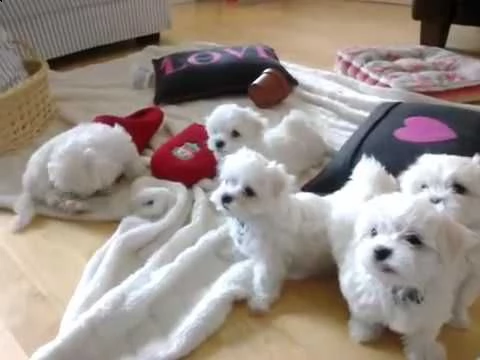 regalo maltese toy cuccioli disponibile per l'adozione