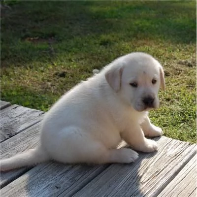 regalo adorabili cuccioli di la labrador chicolato