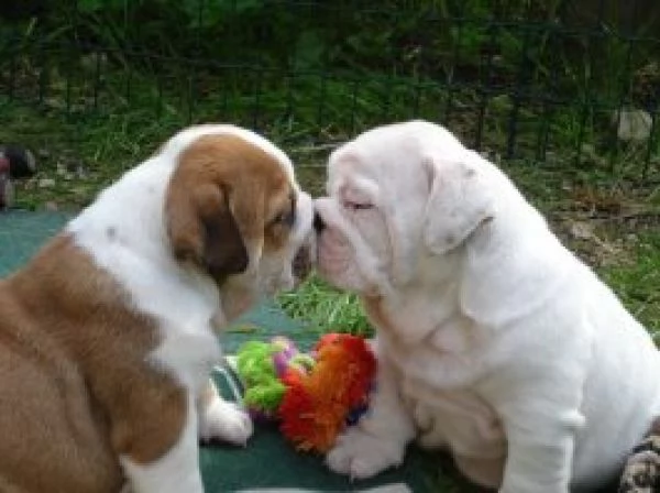 adorabili cuccioli di bulldog inglese femminucce e maschietti disponibili per l'adozione gratuita i  | Foto 0