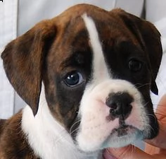 disponibile cuccioli di boxer macshio e femmina . con pedigree, due vaccini, sverminazione e control | Foto 0