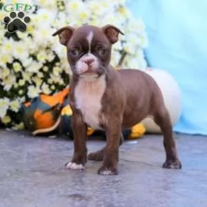 adorabili cuccioli di boston terrier femminucce e maschietti disponibili per l'adozione cuccioli son