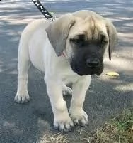 adorabili cuccioli di bull mastiff femminucce e maschietti disponibili per l'adozione cuccioli sono 