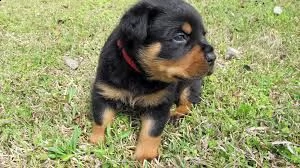 adorabili cuccioli di rottweiler femminucce e maschietti disponibili per l'adozione cuccioli sono va