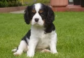 adorabili cuccioli di cavalier king femminucce e maschietti disponibili per l'adozione cuccioli sono