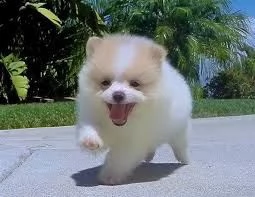 adorabili cuccioli di pomerania femminucce e maschietti disponibili per l'adozione cuccioli sono vac