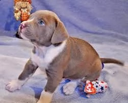 adorabili cuccioli di boxer femminucce e maschietti disponibili per l'adozione cuccioli sono vaccina