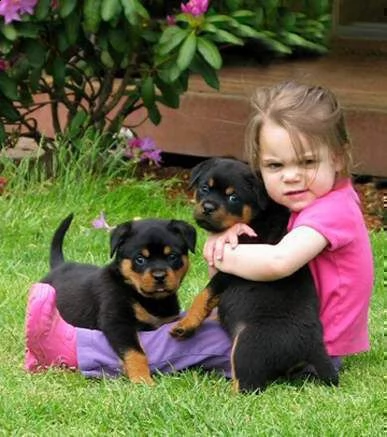 regalo cuccioli di rottweiler maschio e femmina!!