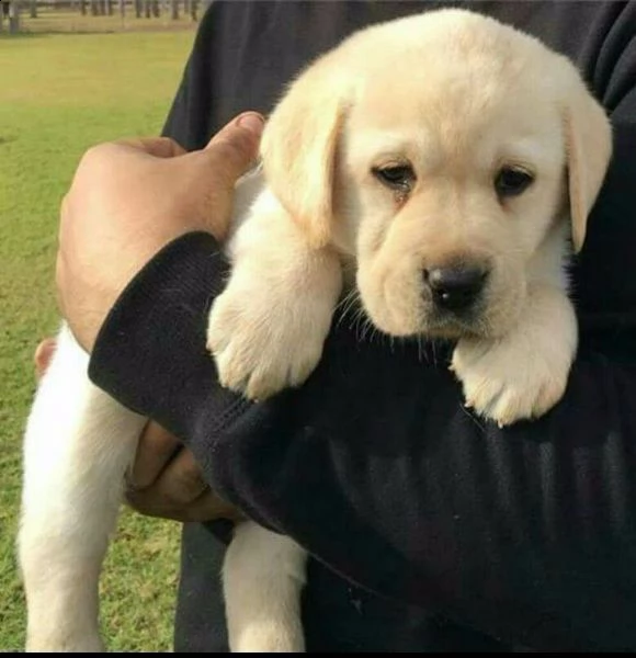 regalo cuccioli di labrador cioccolato