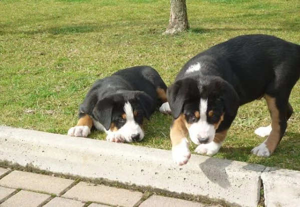 bovaro bernese cuccioli per una nuova casa.