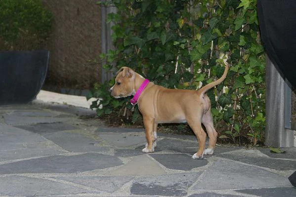 cuccioli di american staffordshire terrier (amstaff) per una nuova casa. | Foto 0